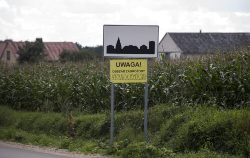 asf, śledztwo, afrykański pomór świń, Joanna Dąbrowska,