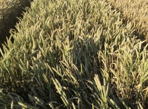 Bayer, Antoine Bernet, Dariusz Szymański, rozwiązanie FieldView, rolnictwo zrównoważone