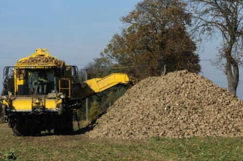 burak cukrowy, kampania cukrownicza, Instytut Ekonomiki Rolnictwa i Gospodarki Żywnościowej