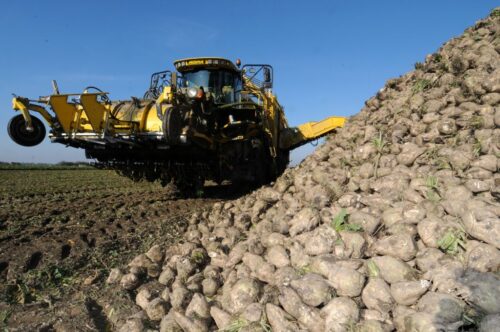 skup buraka, burak cukrowy, cena buraka, władysław kosiniak-kamysz, bogdan zioła