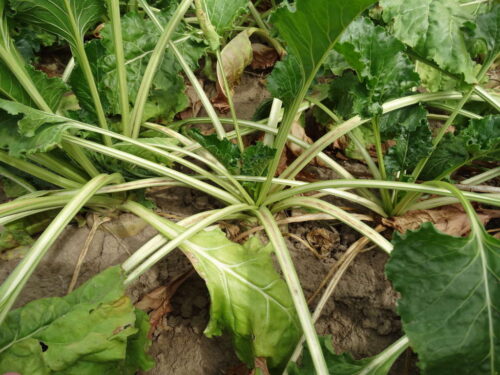 buraki cukrowe, plantacja