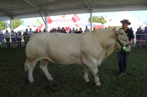 bydło mięsne, konkurs, forum wołowiny, opasy