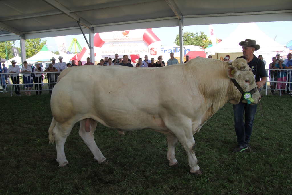 bydło mięsne, konkurs, forum wołowiny, opasy