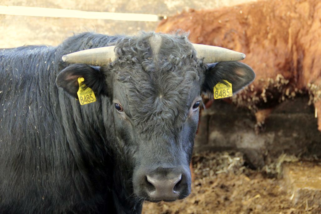 Witold Choiński, Związek Polskie Mięso, produkcja i eksport mięsa, asf