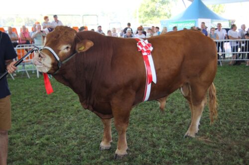 limousine, bydło mięsne, buhaj, wystawa