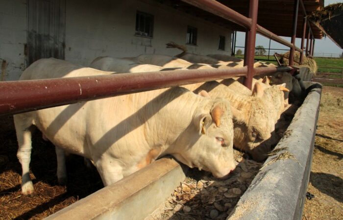 wołowina, rynek mięsa, ceny wołowiny, bydło, ceny bydła, usa