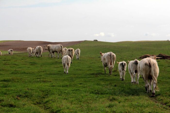wołowina, eksport wołowiny, Australia, rynek mięsa, handel mięsem