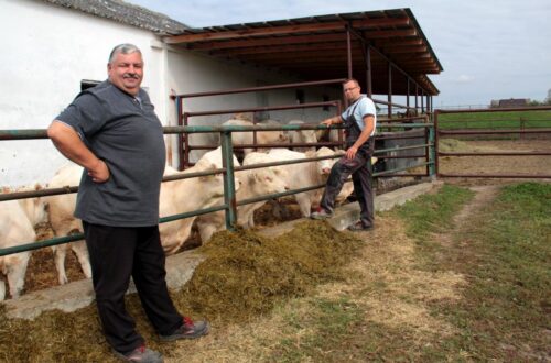 spis zwierząt, bydło, trzoda chlewna, owce, kozy, zwierzęta hodowlane, arimr