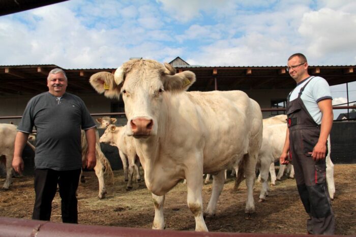 bydło mięsne charolaise, hodowla