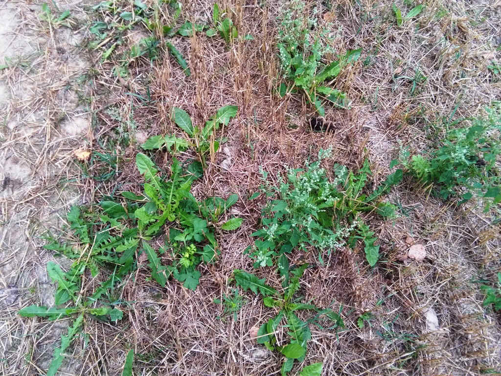 ściernisko, chwasty, rżysko