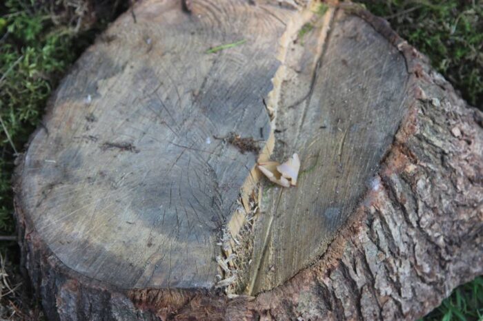 wycięcie drzewa tańsze, opłata za wycięcie drzewa, współczynnik lokalizacji