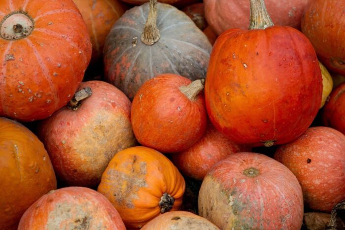 dynia, święto dyni, kraków, nowa huta, Stowarzyszenie Przyjaciół Nowej Huty, Ośrodek Kultury Kraków-Nowa Huta