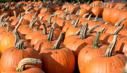 dynia, warzywa, ceny, Bronisze, cukinia, kabaczki, ceny w Broniszach