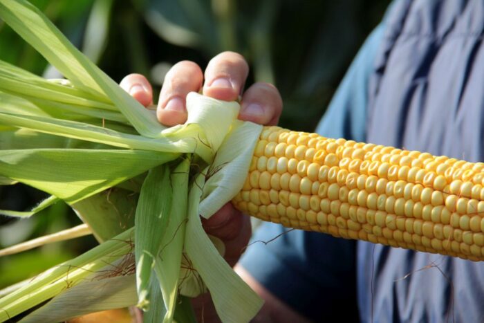 ukraina, import zbóż z ukrainy, zboża, kukurydza, pszenica