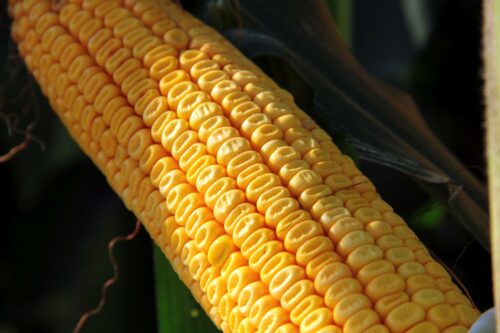 syngenta, uprawa kukurydzy, odmniany kukurydzy, spotkanai polowe