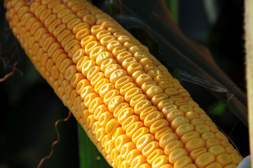 syngenta, uprawa kukurydzy, odmniany kukurydzy, spotkanai polowe