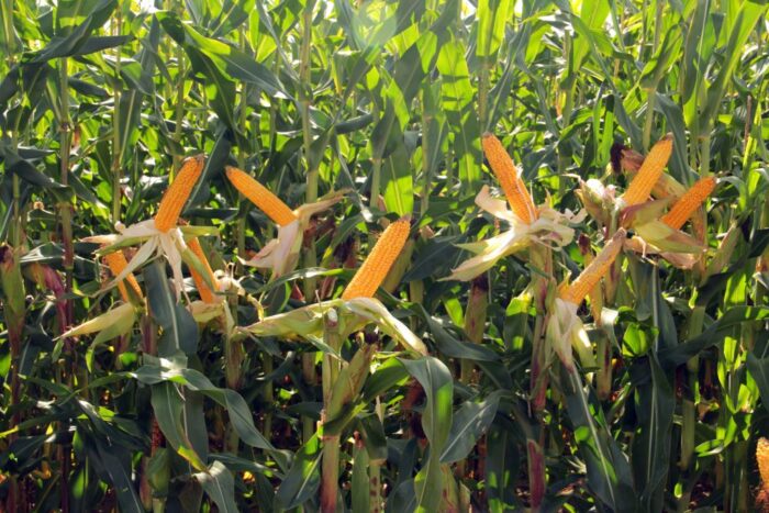 euronext w paryżu, cbot w chicago, notowania pszenicy, notowania kukurydzy