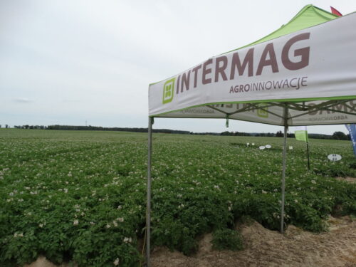 Dzień Ziemnika, Żelazna