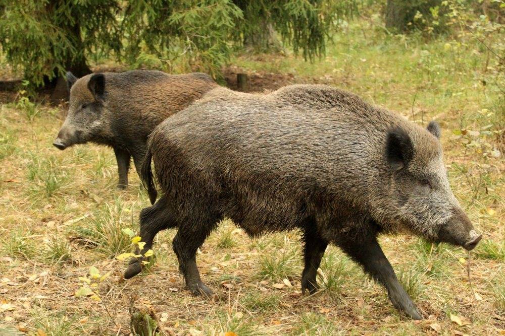 dziki, ASF, afrykańśki pomór świń, zagrożenie ASF, odształ dzików