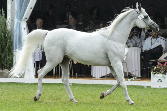 Dni Konia Arabskiego, pride of poland, janów podlaski, klacz emira, aukcja koni