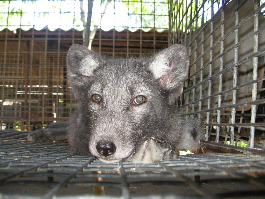dobrostan, zwierzęta futerkowe