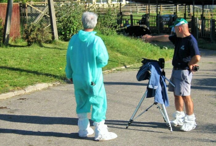 fotografowanie bydła, buhaje, SHiUZ