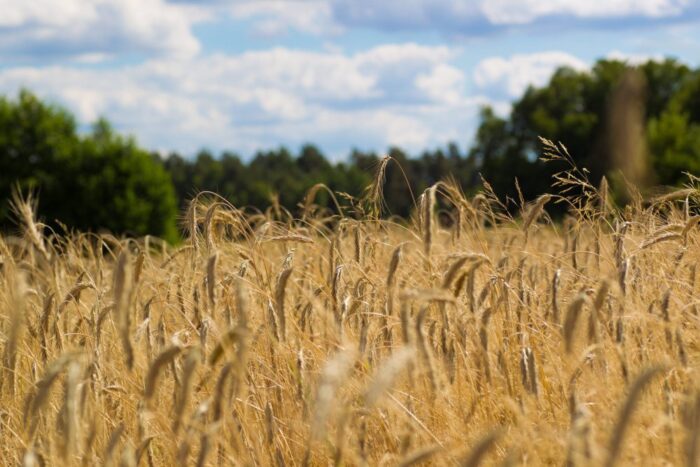 susza rolnicza, klimatyczny bilans wodny, kbw, Instytut Uprawy Nawożenia i Gleboznawstwa, IUNG
