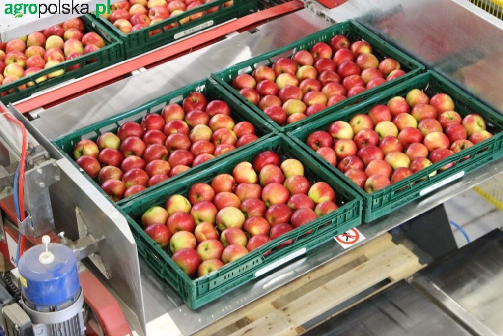 jabłka, produkcja jabłek, eksport jabłek, zapasy jabłek, ceny jabłek, owoce