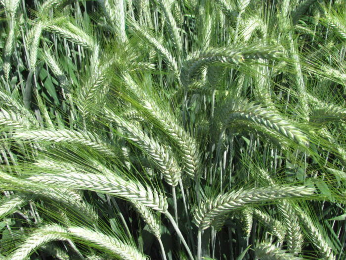 kłosy, pszenżyto ozime