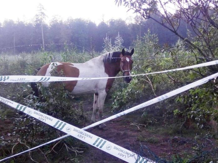 konie, wypas, Lasy Państwowe, Nadleśnictwo Kudypy, Regionalna Dyrekcja Lasów Państwowych w Olsztynie