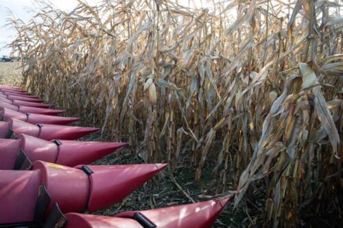 wypadek podczas koszenia kukurydzym, policja, wypadek, Lubelskie, śmierć