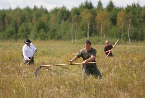 koszenie łąki w Biebrzańskim Parku Narodowym, Biebrza, ochrona przyrody, mistrzostwa w koszeniu