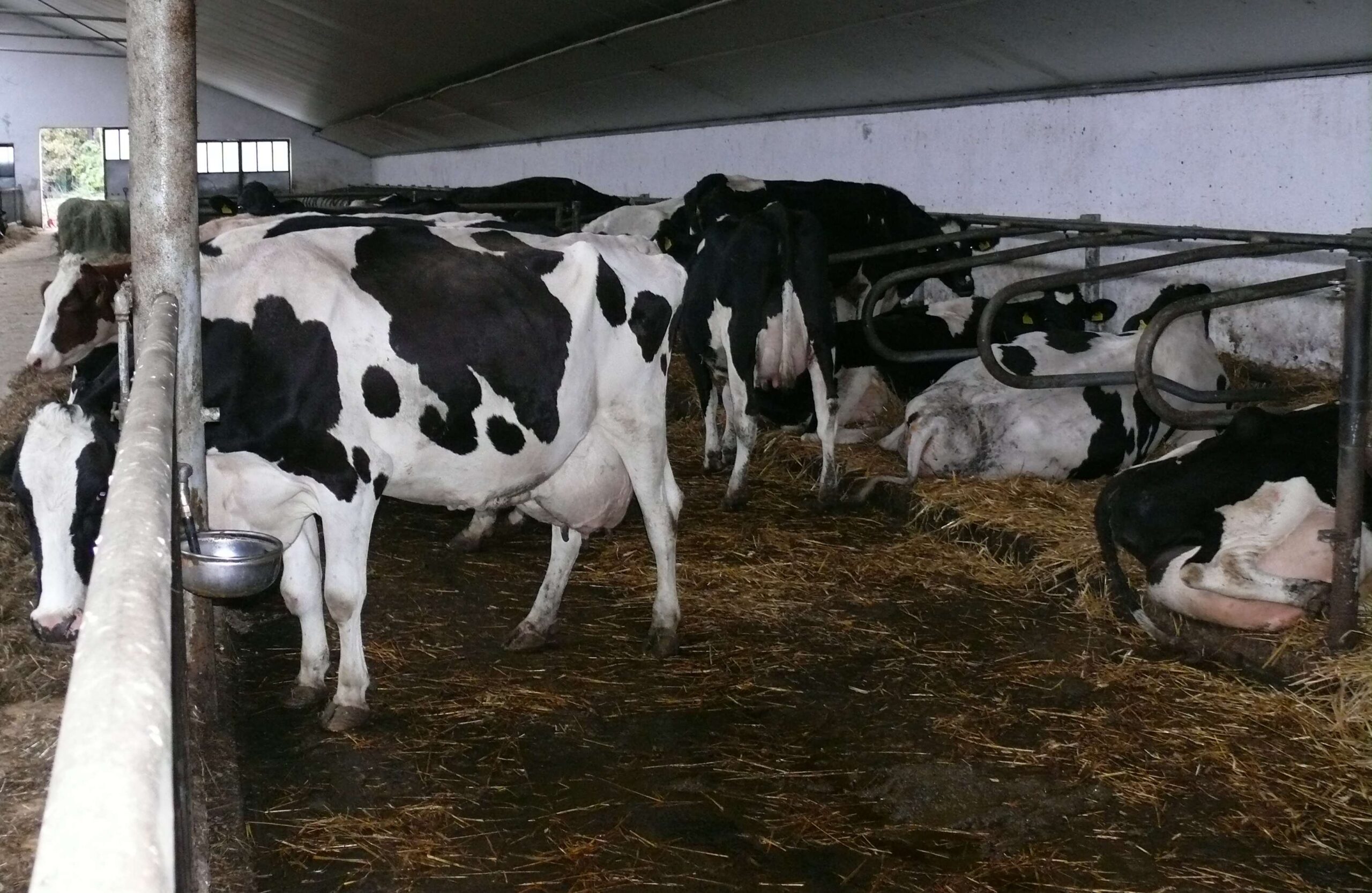 korowy pogłowie obora