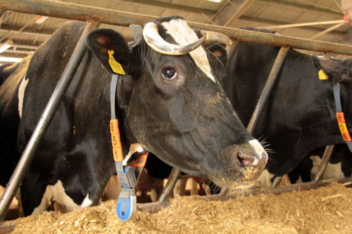 pogłowie krów mlecznych, bydło, Unia Europejska