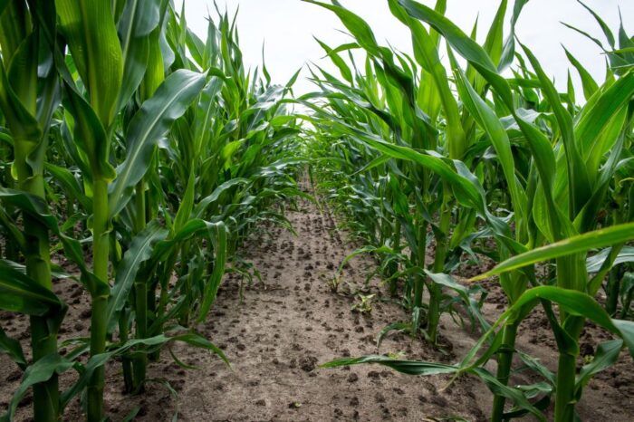 ubezpieczenie upraw, dopłata do składek ubezpieczenia, AGRO ubezpieczenia, grad, wiosenne przymrozki