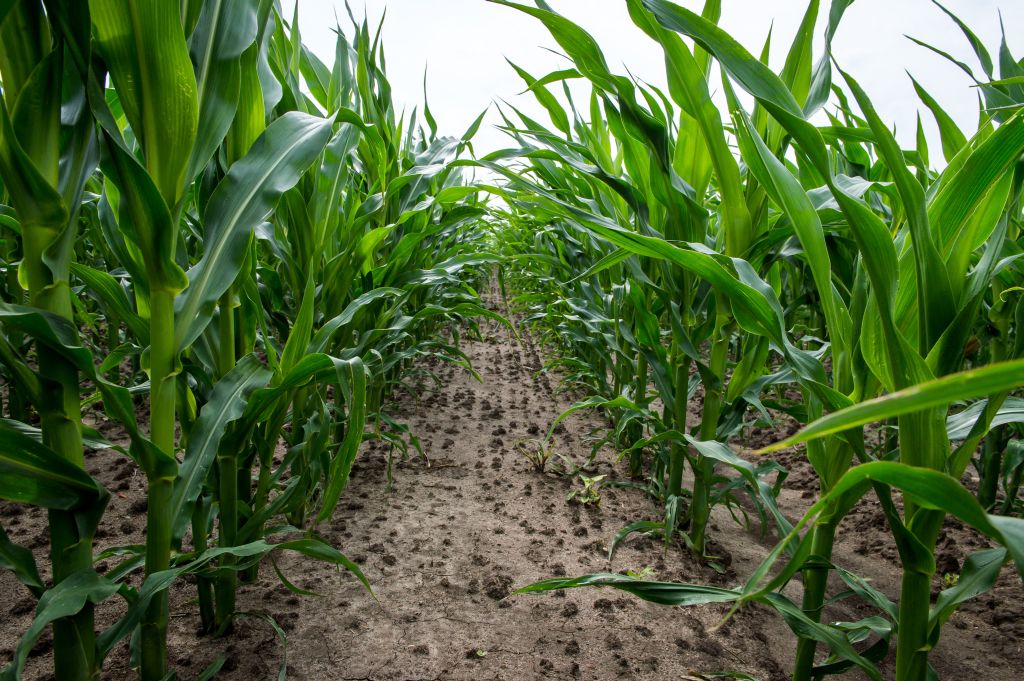 ubezpieczenie upraw, dopłata do składek ubezpieczenia, AGRO ubezpieczenia, grad, wiosenne przymrozki