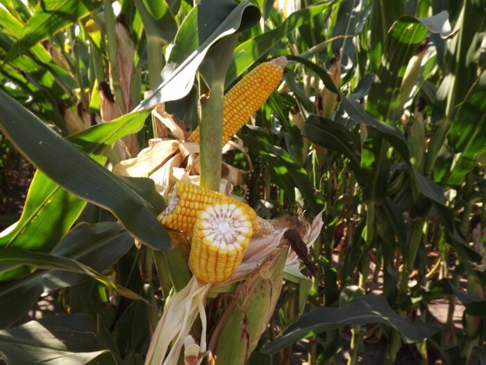 euronext w paryżu, cbot w chicago, notowania pszenicy, notowania kukurydzy