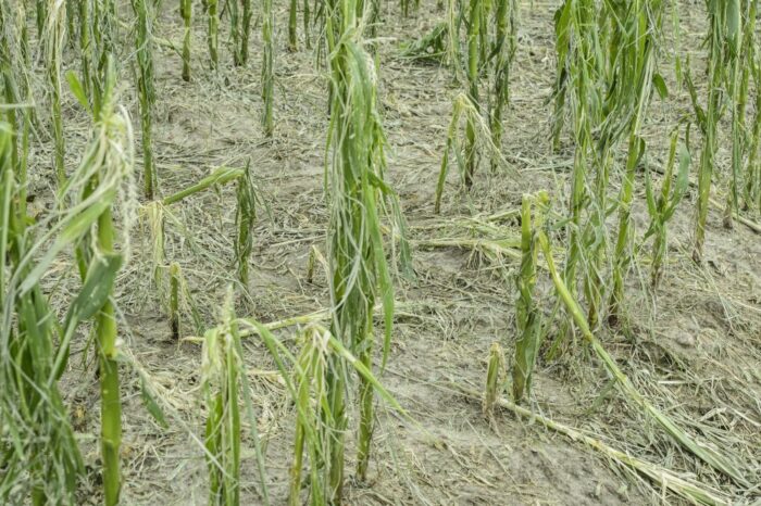 klęski żywiołowe, krzysztof jurgiel, ministerstwo rolnictwa, sejm