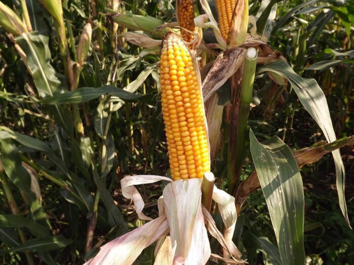 kukurydza, kiszonka, Puławy, Dzień Kukurydzy 2016 zmiany klimatu - szanse i zagrożenia