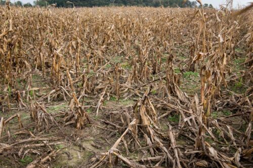 kukurydza, susza, niedobór wody