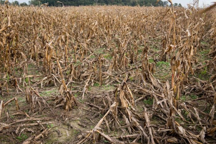 kukurydza, susza, niedobór wody