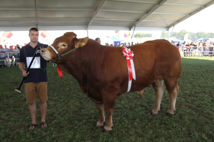 bydło mięsne, buhaje, limousine, aukcja,
