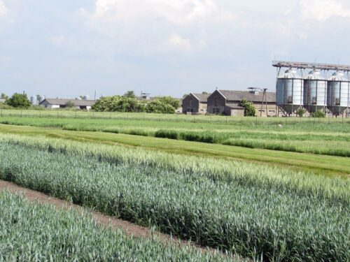 lir, lubelska izba rolnicza, sprzedaż, zboża, pomoc, dopłaty