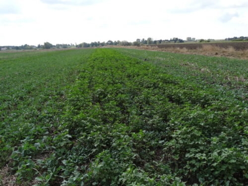 międzyplony, międzyplon ścierniskowy, poplony, mieszanki międzyplonowe