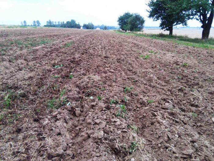 IOR-PIB, konsorcja bakteryjne, dr Krzysztof Krawczyk, pożyteczne mikroorganizmy