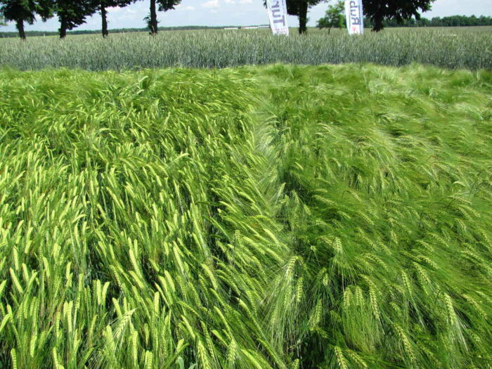 jeczmień ozimy, odmiany, poletka