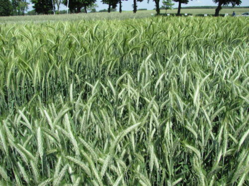 pszenżyto ozime, kłosy