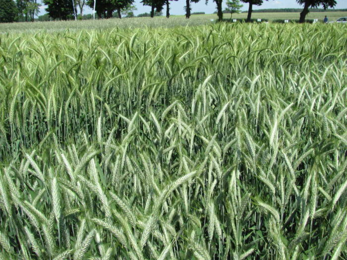 pszenżyto ozime, kłosy