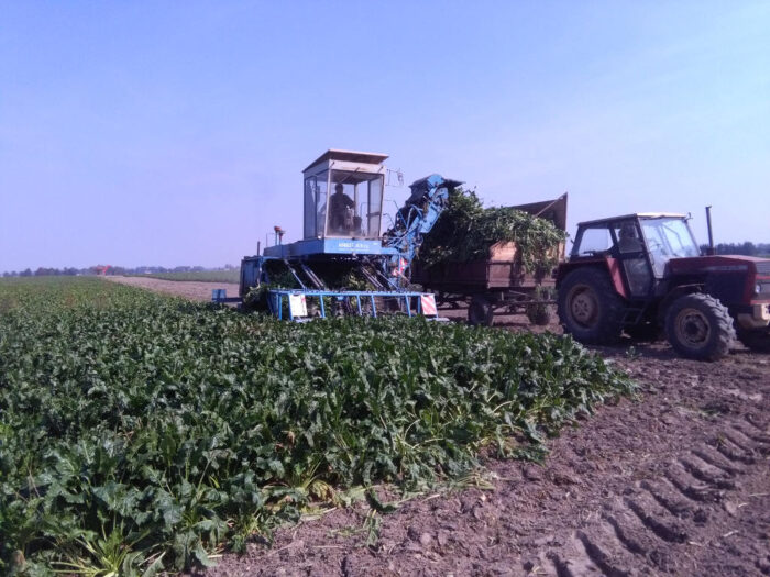 buraki, zbiór, liscie, ogławianie