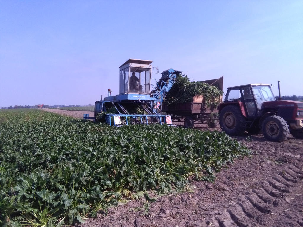 buraki, zbiór, liscie, ogławianie